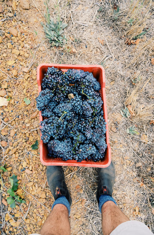 Grenache Noir Pick 2020