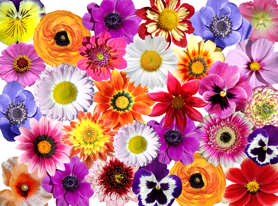 FLEURS