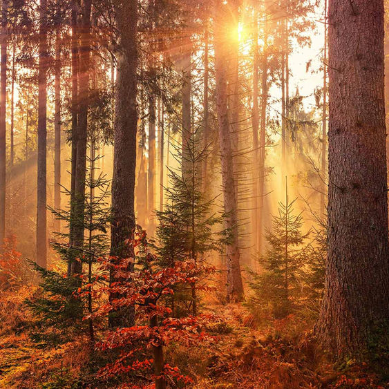 Wood in sunshine.