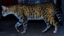 Savannah F1 Arya
