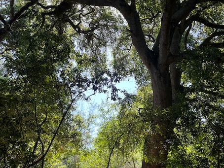 Lặng! Để nhìn lại.