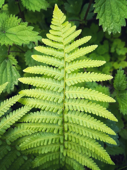 art-of-nature-JvqSvaqcVXE-unsplash.jpg