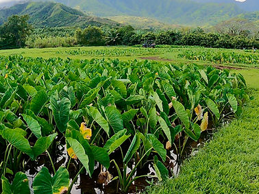 ハワイ カウアイ島 ハナレイ タロ畑 ガイド