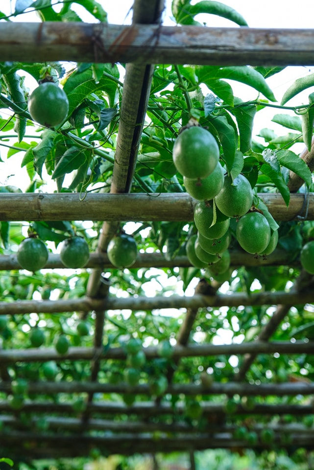 Góc nhìn cận cảnh khu vườn trái cây tại Farmstay Bảo Lộc