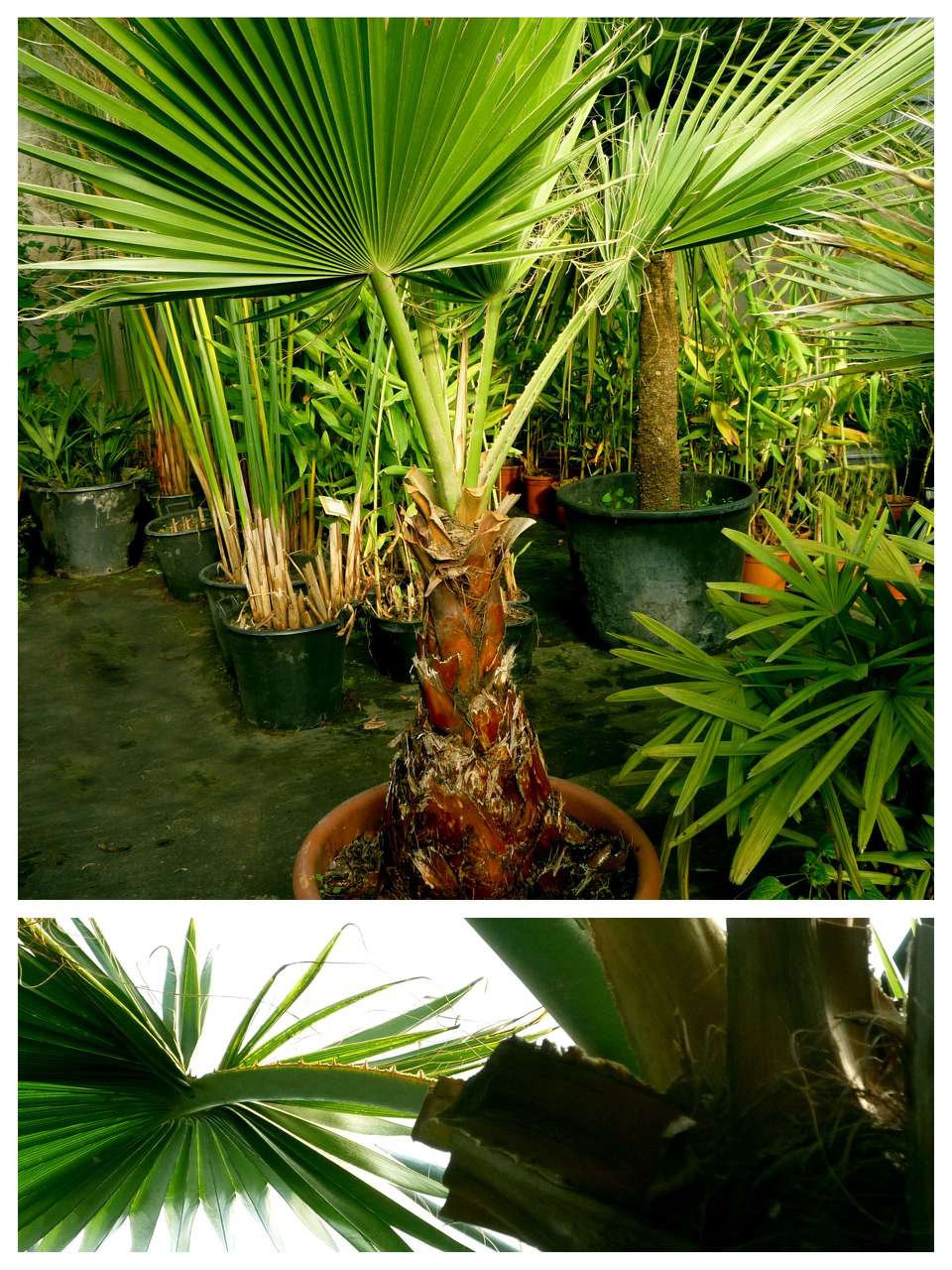 Washingtonia Filifera