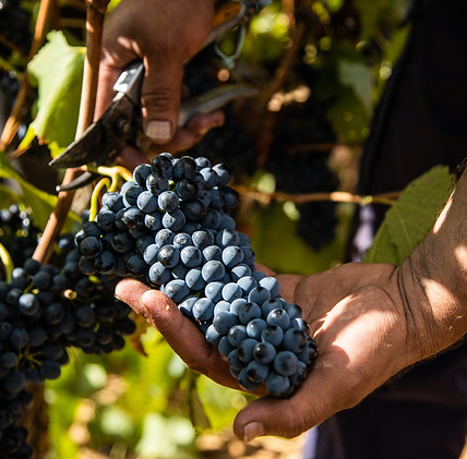 raisins vignes | Famille Banton