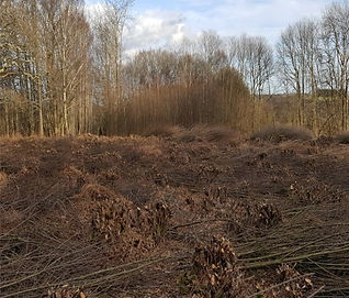 Chestnut coppice.jpg