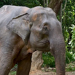 Patty rescued elephant arrival.jpg