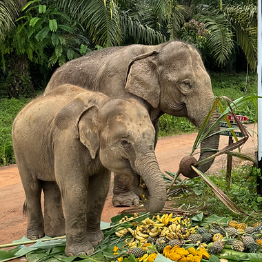 Mum and baby elephant Sunshine