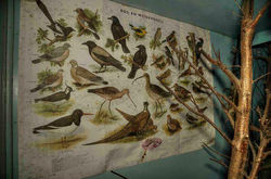 Taxidermiste