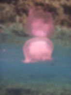 Reflections of an Underwater World