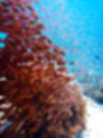 Life Opaque