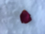 Petals in the snow_Megan Moews Asher