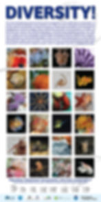 Census of Marine Life Coral Reef Diversity Poster