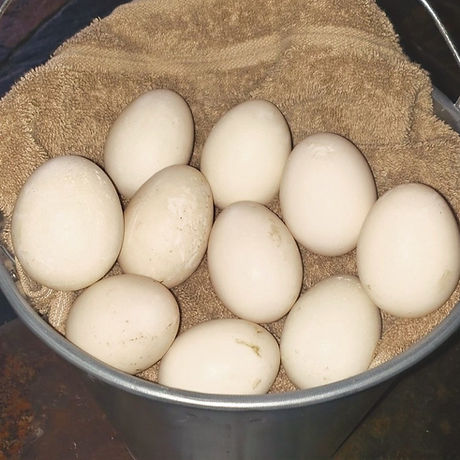 Eggs%25201_edited_edited.jpg