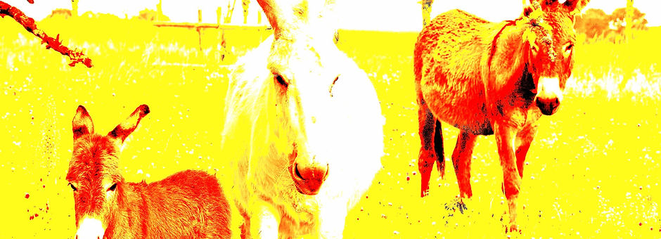 DSC_0278_modifié_modifié_modifié_edited_edited.jpg