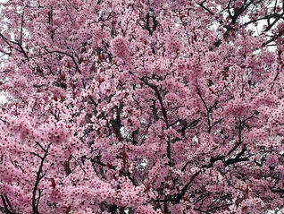 Something About Hope - Musings and Meditations