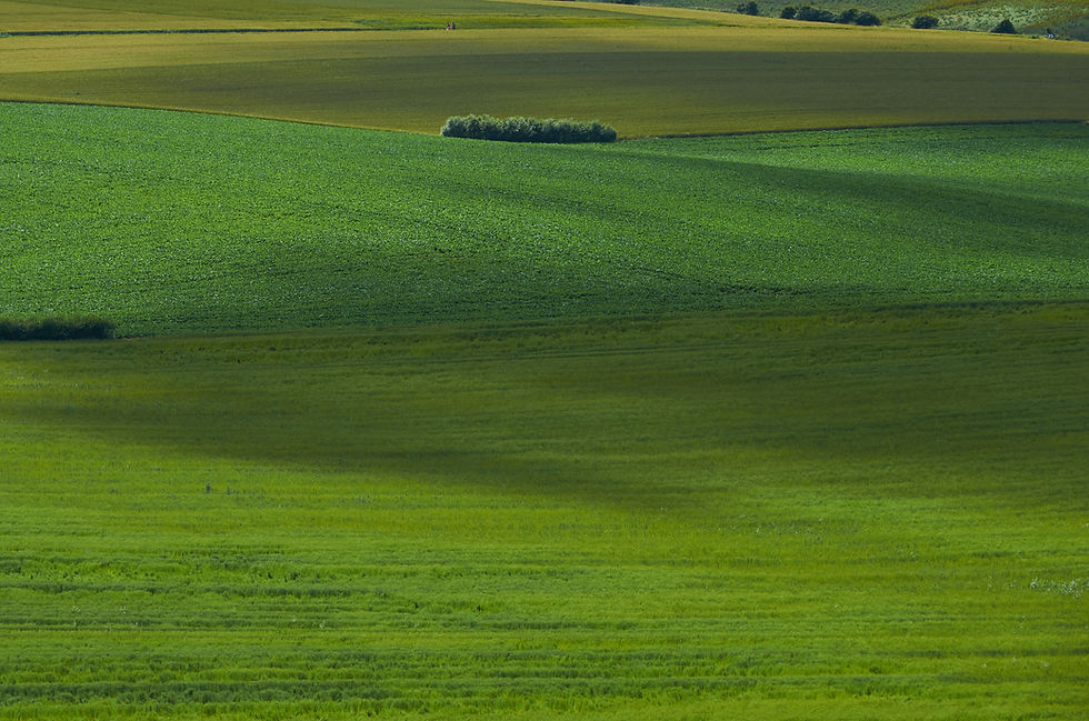 #22. Fields, Cap-Blanc-Nez, Northern France. July 2016