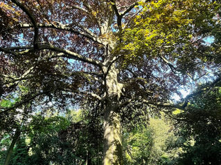 Is a Tree Worth a Trillion Dollars? - Musings and Meditations