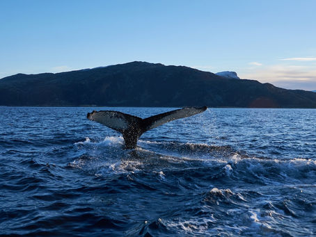 Mijn walvis verhaal - Mijmeringen en Meditaties