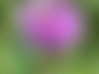 Interludium (continued) - A Biosphere Project Blog