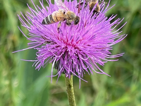 Interludium (vervolg) - A Biosphere Project Blog