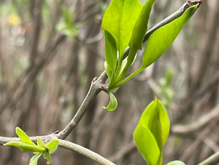 Green Energy  - A Biosphere Project Fundraising