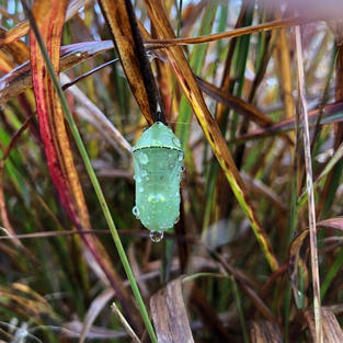 Monarch Chrysalis at Grin & Grow