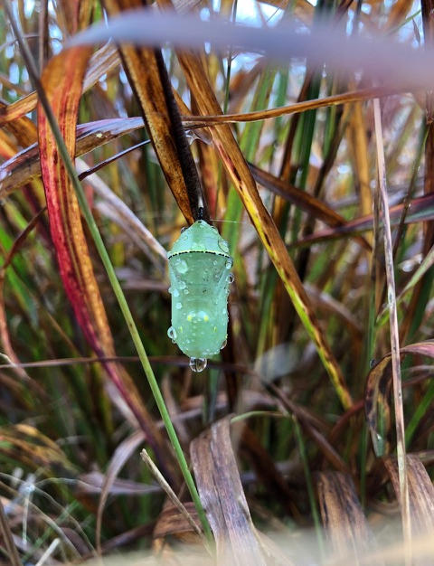 Monarch Chrysalis at Grin & Grow