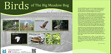 brair%20island%20birds%20english_edited.