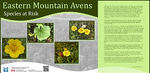 brair%20island%20avens%20english_edited.