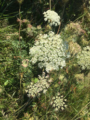 Queen Anne's lace