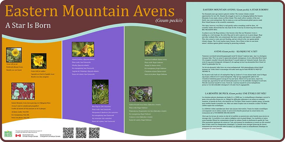 Eastern Mountain Avens A Star