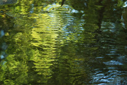 Ripples