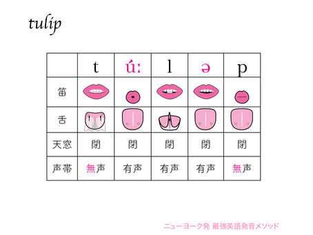 tulipの発音