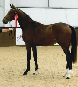 Casanova Yearling.jpg