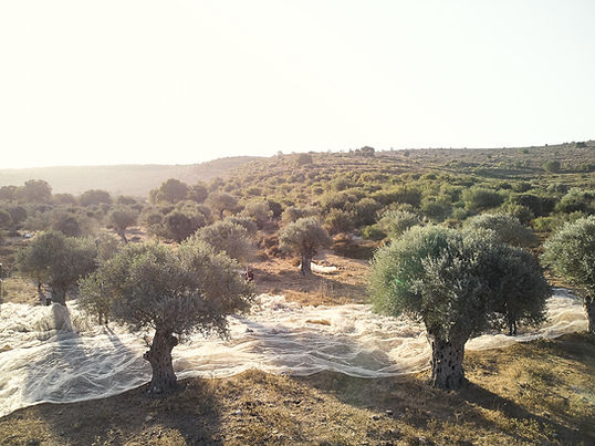 DJI_0653.jpg