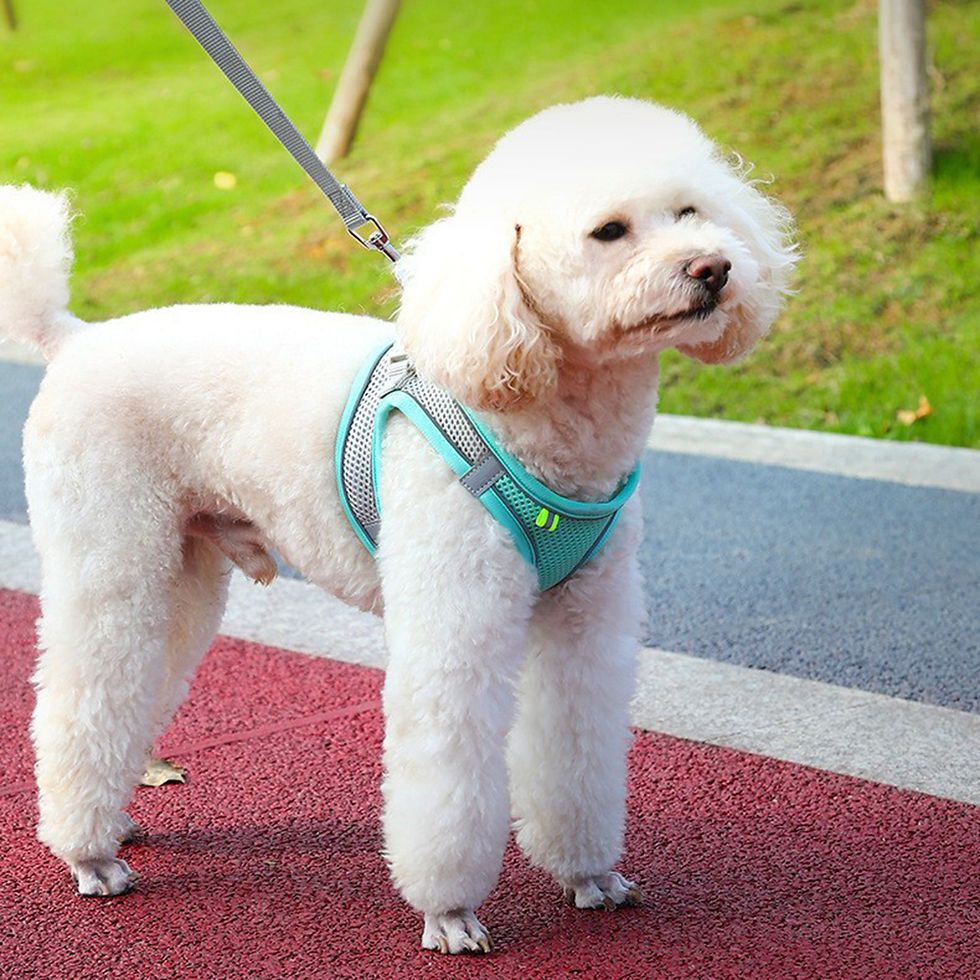Thumbnail: Cat Dog Harness Vest Chest Rope Set Reflective Breathable Adjustable Pet Harness
