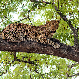 SAFARI-LAMECK (24 of 35).jpg