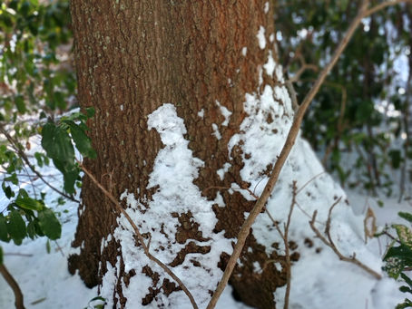 Wintering