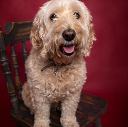 cockapoo