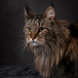 cat image