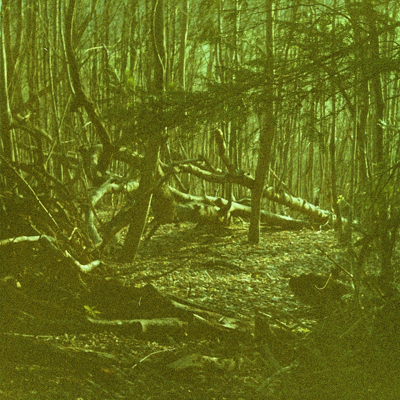 Kodak Gold 200 (1992)