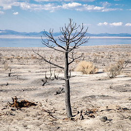 Desolate land with tree unsplash.jpg