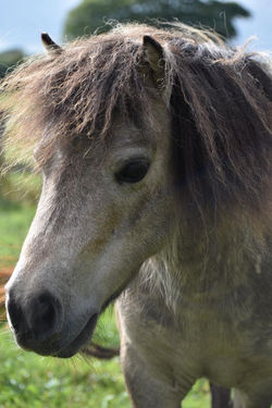 Finetime Mockingbird