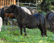 Tairchwiorydd Rebecca Puddleduck