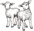 schaf-k.png