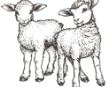 schaf-k.png