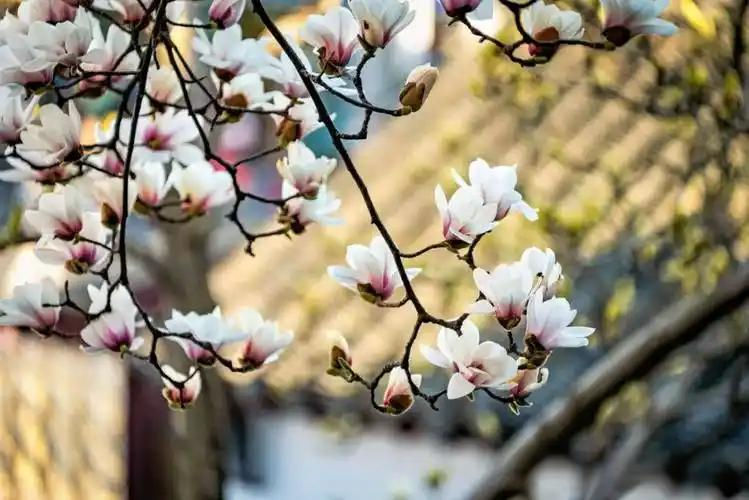 The white magnolias in Suzhou's Ou Garden