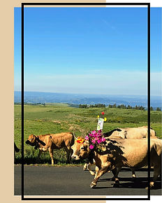 Transhumance Aubrac Affiche.jpg